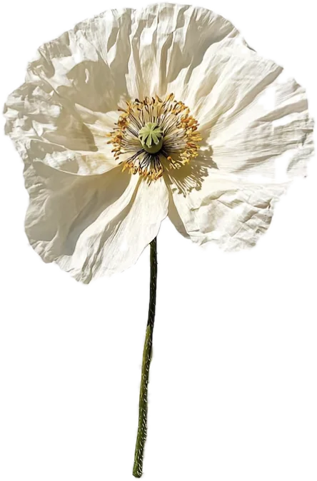 A pressed white poppy, the Little Artists flower